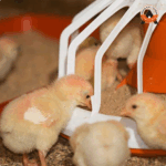 سیستم دانخوری بشقابی مرغ گوشتی - Image 2
